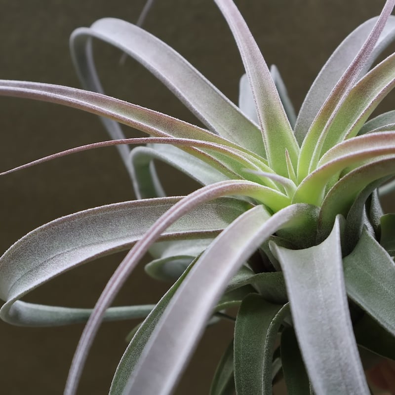 ウィズドミコラ×ベアコレアーレ02号 | air-plants TENGU-DO
