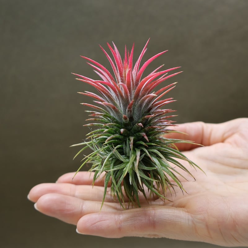イオナンタ プレアデス 67号 | air-plants TENGU-DO