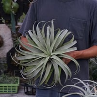 【訳あり】イオナンタ メキシカンゼブラ imgrc0138824997.jpg