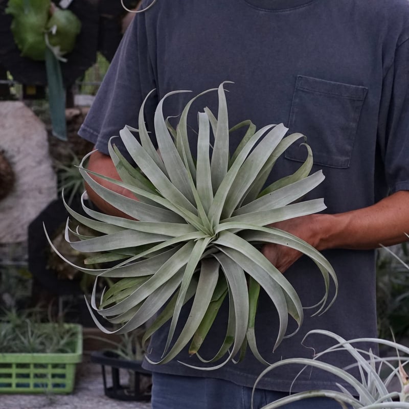 スタッフ特選】カピタータ・シルバーローズ 2XL | air-plants TENGU-DO