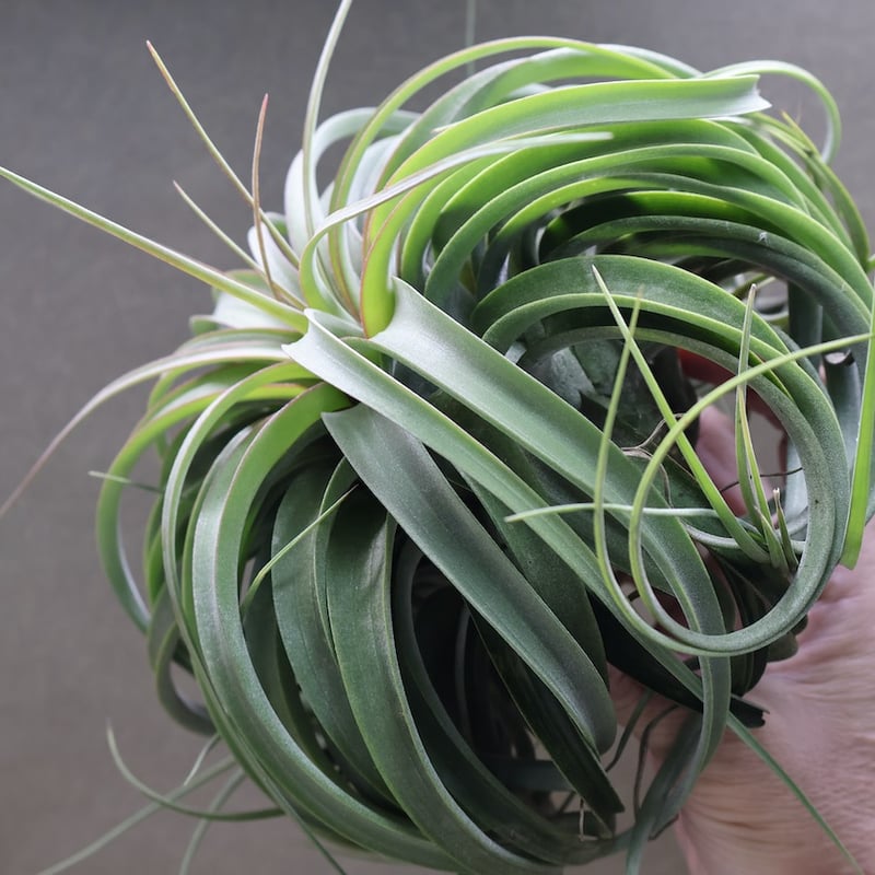 チランジア コンコロール × ストレプトフィラ セレクテッド チランジア コンコロール × ストレプトフィラ セレクテッド チランジア