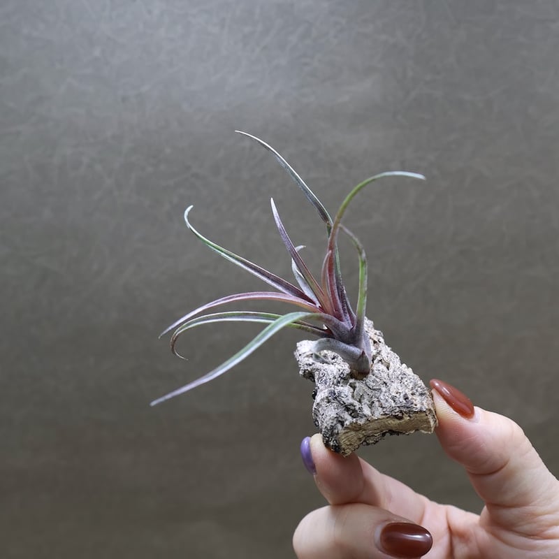 カピタータ ドミンゲンシス 41号 | air-plants TENGU-DO