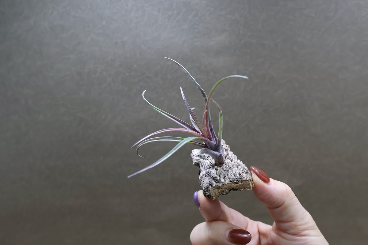 カピタータ ドミンゲンシス 41号 | air-plants TENGU-DO