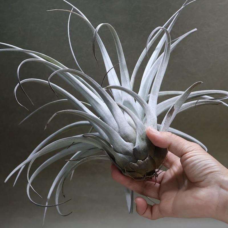 サカパネンシス 18号 | air-plants TENGU-DO