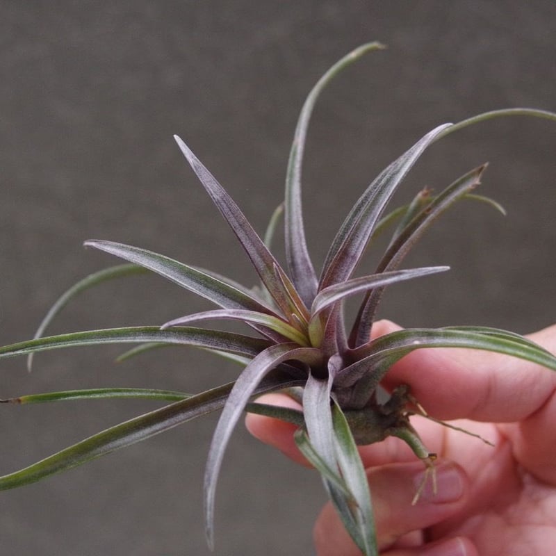 カピタータ ドミンゲンシス 09号 | air-plants TENGU-DO