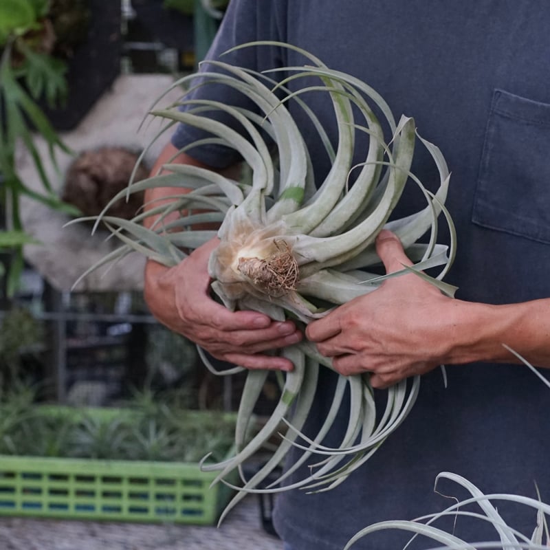 スタッフ特選】カピタータ・シルバーローズ 2XL | air-plants TENGU-DO