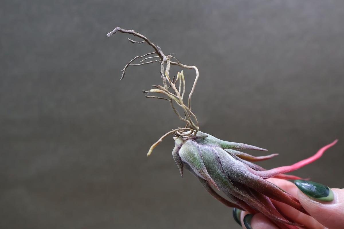 ジョエル （ブルボーサx イオナンタ） 32号 | air-plants TENGU-DO