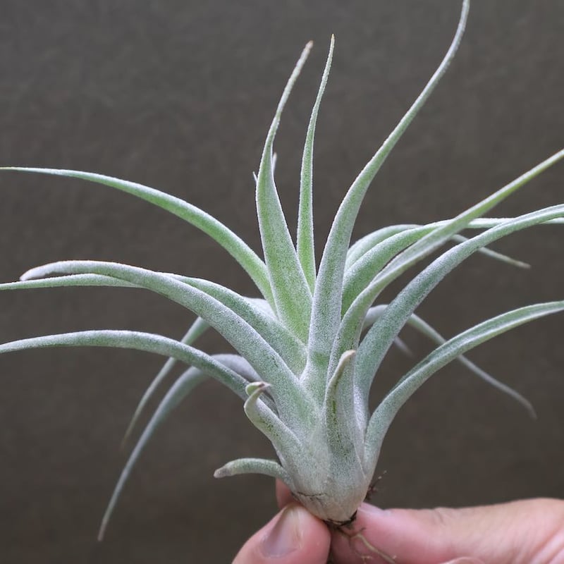 チアペンシス × エーレルシアナ 01号 | air-plants TENGU-DO