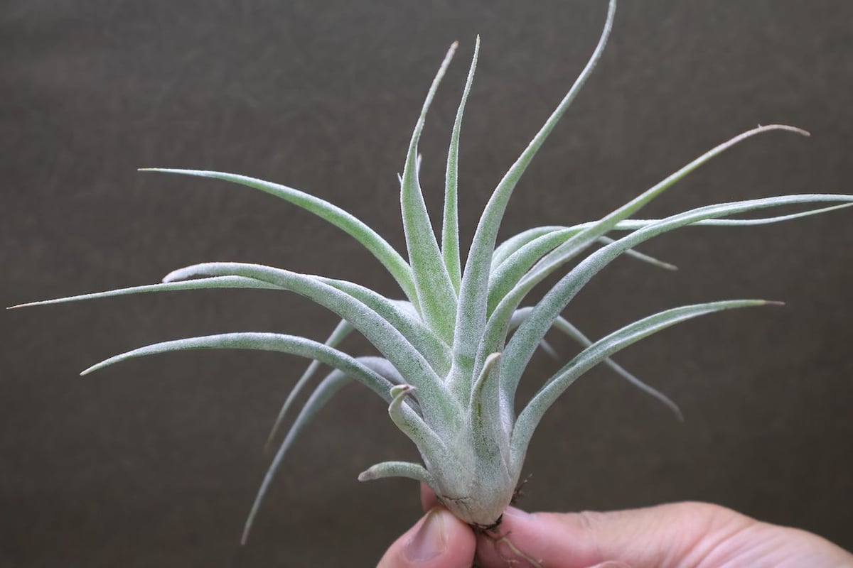 チアペンシス × エーレルシアナ 01号 | air-plants TENGU-DO