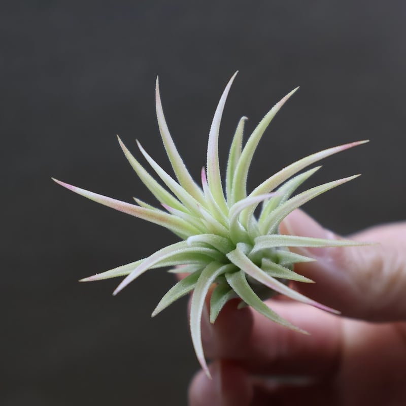 イオナンタ アルボマージナータ 46号 | air-plants TENGU-DO