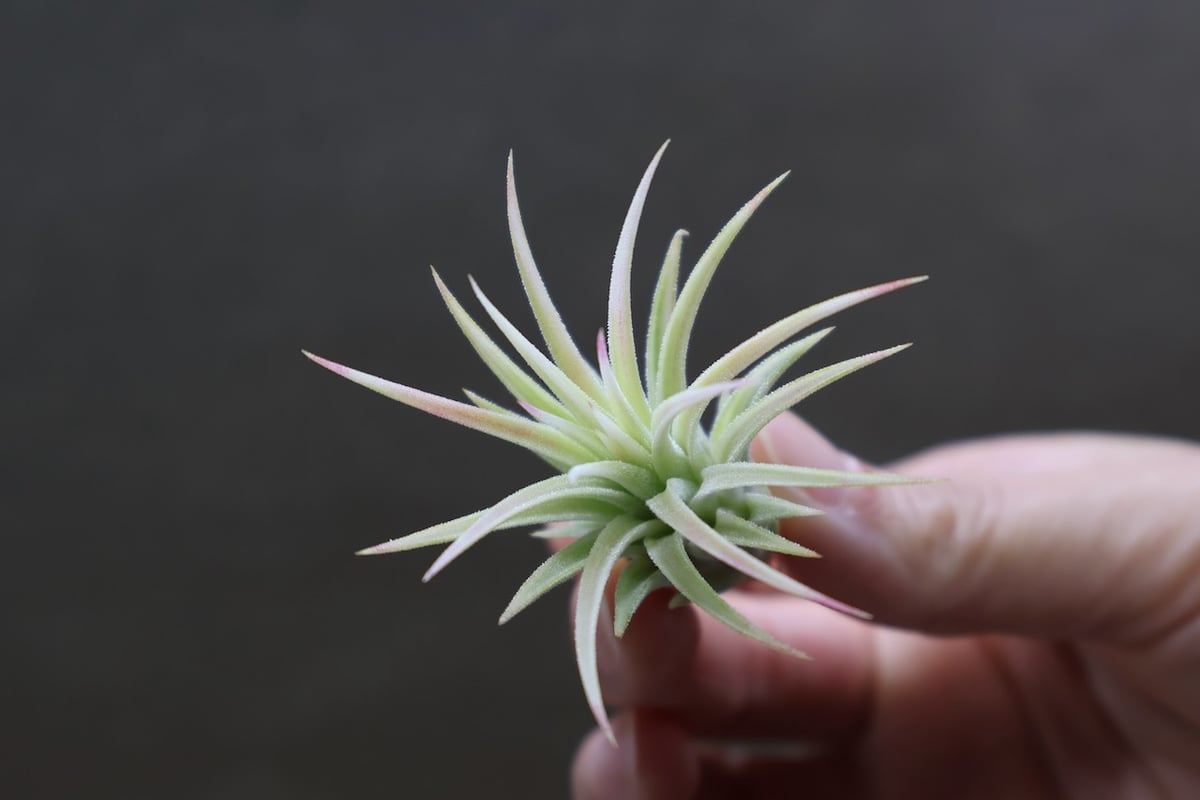イオナンタ アルボマージナータ 46号 | air-plants TENGU-DO