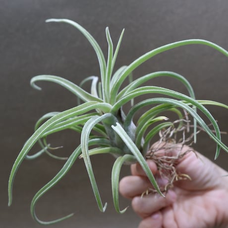 壺型チランジア3点セット 速達 壺型チランジア3点セット 速達