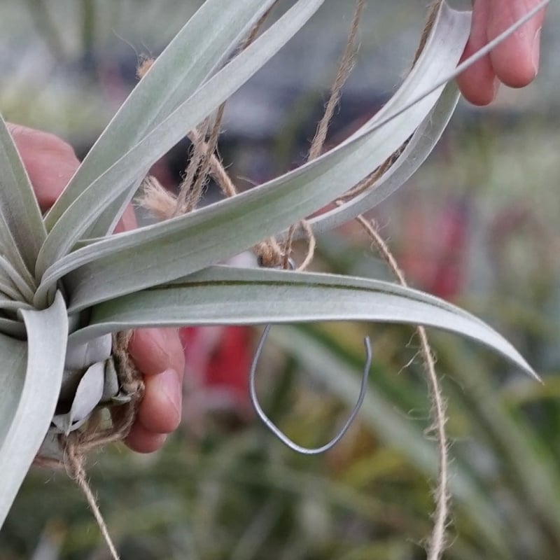 スタッフ特選】クラウニング・グローリー ・特選 | air-plants TENGU-DO
