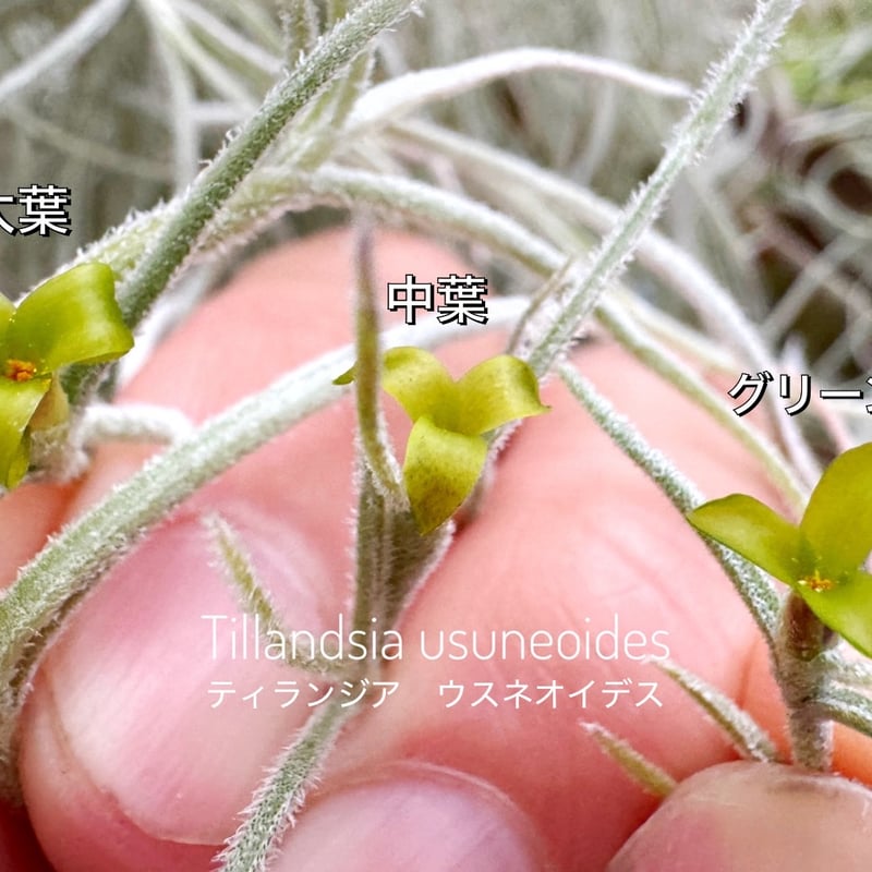 ウスネオイデス（スパニッシュモス） | air-plants TENGU-DO