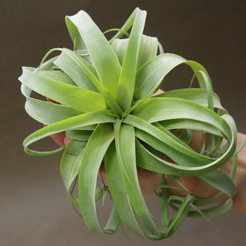 マイスイートローズ（ カピタータ シルバーローズ× ストレプトフィラ