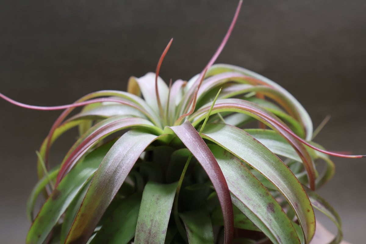 ブラキカウロス×ストレプトフィラ 76号 | air-plants TENGU-DO