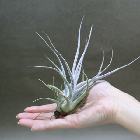 air-plants TENGU-DO