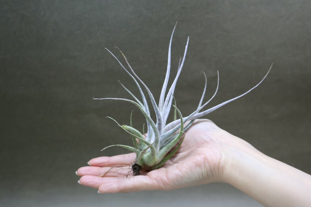 エーレルシアナ 49号 | air-plants TENGU-DO