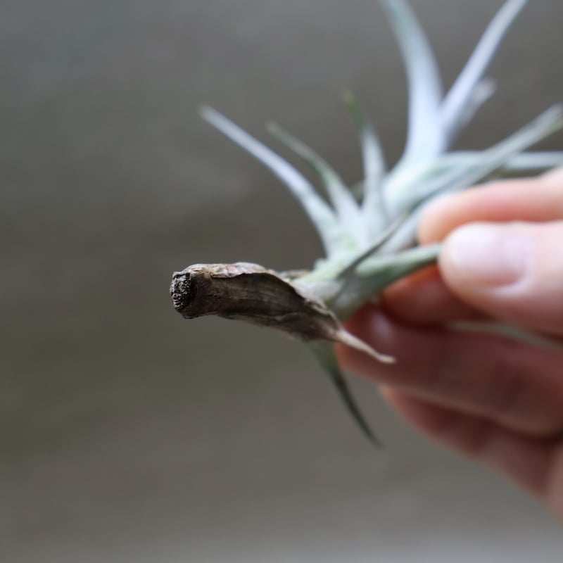 ミスティック トランペット（ アルベルティアナ × クシフィオイデス