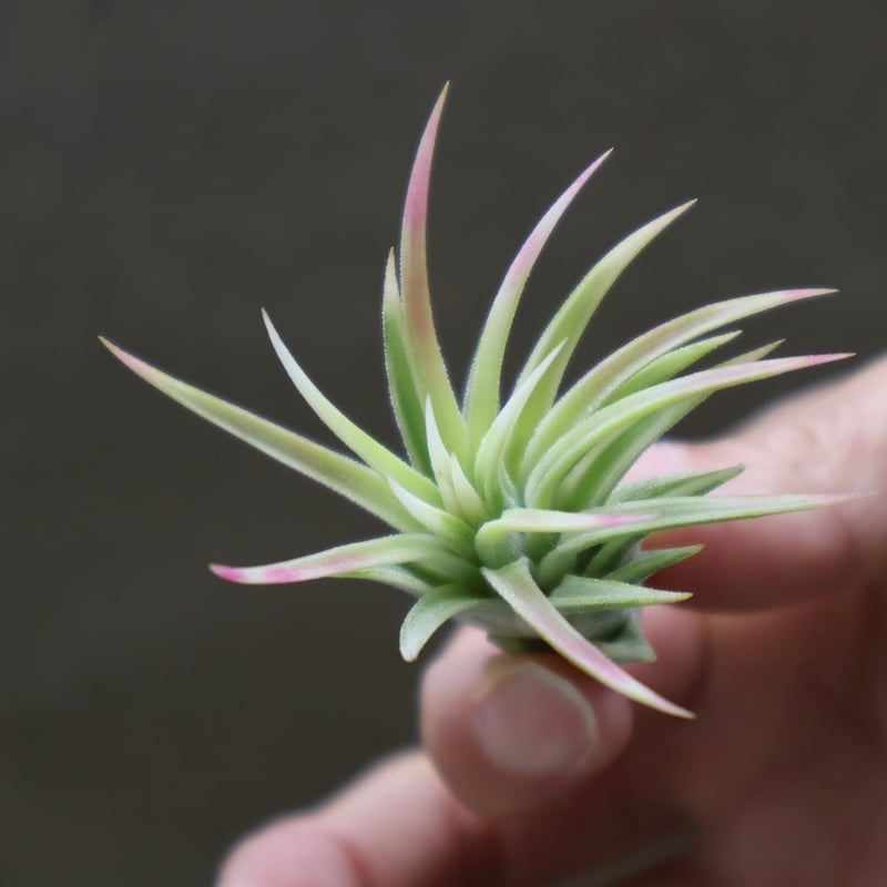 イオナンタ アルボマージナータ 47号 | air-plants TENGU-DO