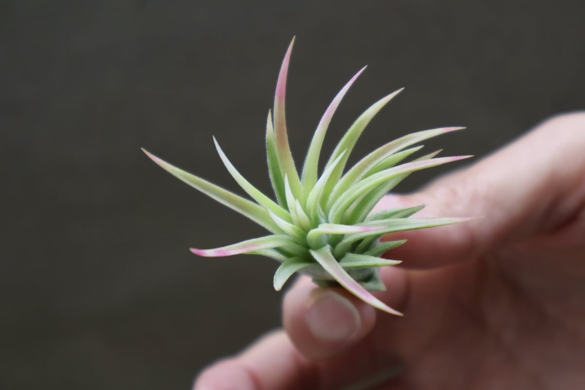 イオナンタ　アルボマージナータ② イオナンタ アルボマージナータ 47号 | air-plants TENGU-DO