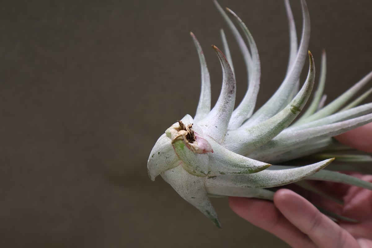 チアペンシス × ミトラエンシス 04号 | air-plants TENGU-DO チアペンシス × ミトラエンシス 04号 | air-plants TENGU-DO