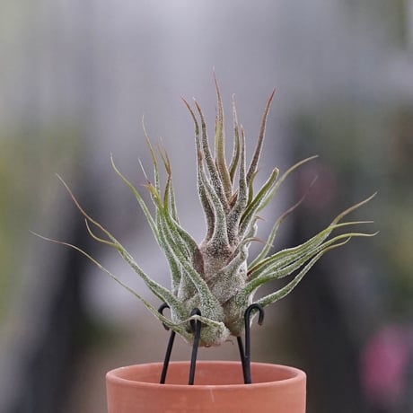 air-plants TENGU-DO