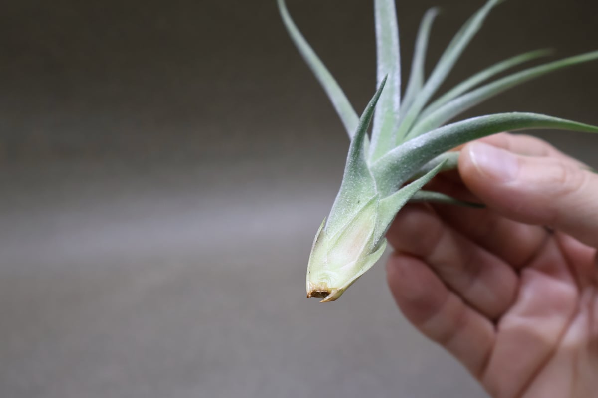 シーディアナ × エーレルシアナ Sサイズ 03号 | air-plants TENGU-DO