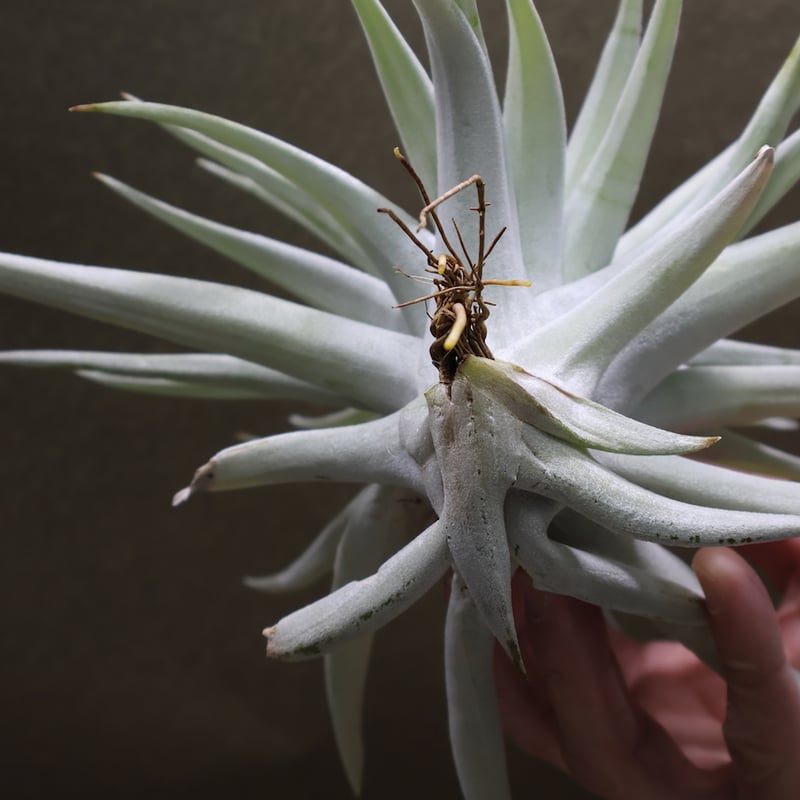 ハリシー × キセログラフィカ 01号 | air-plants TENGU-DO