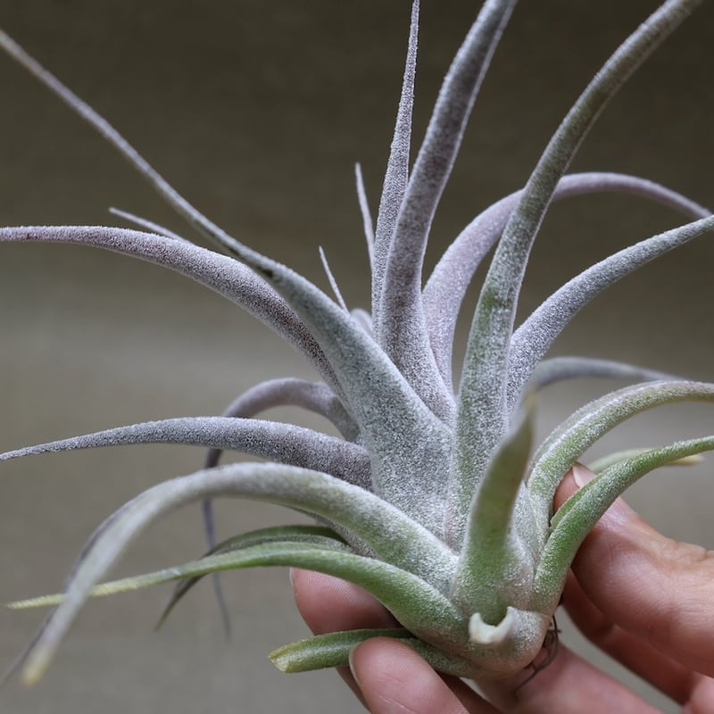 チアペンシス × エーレルシアナ 05号 | air-plants TENGU-DO