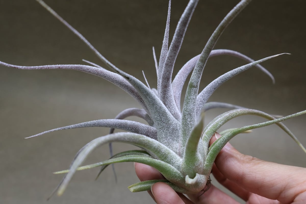 チアペンシス × エーレルシアナ 05号 | air-plants TENGU-DO