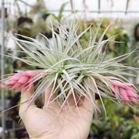 イオナンタ ヘッジホッグ T.I. 04号 | air-plants TENGU-DO