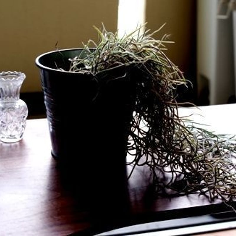 ウスネオイデス（スパニッシュモス） | air-plants TENGU-DO