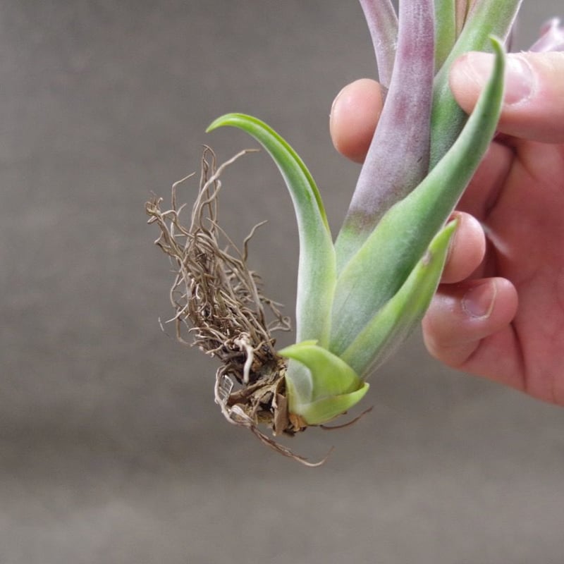 アロエ メデューサ 現品］【希少】94番 アロエ メデューサ 8号 観葉