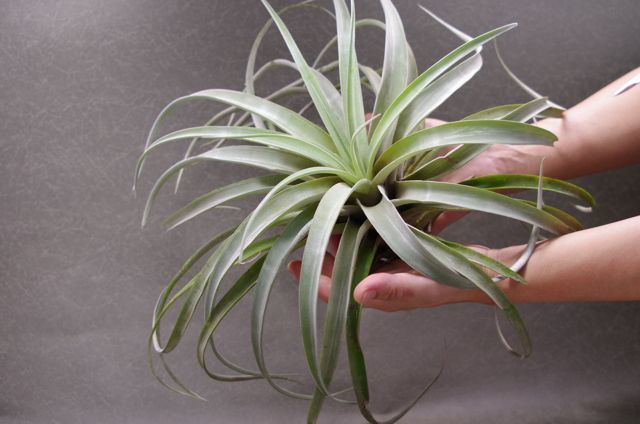 カピタータピーチ XLサイズ 02号 | air-plants TENGU-DO