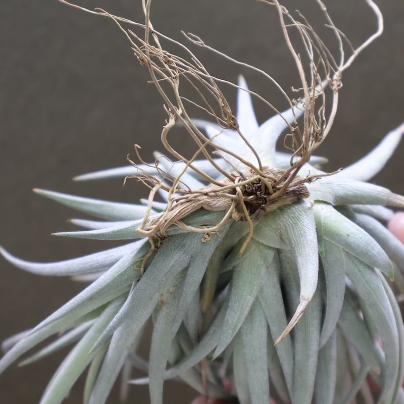 Tillandsia チランジア ベルメホエンシス ( クランプ ) Tillandsia チランジア ベルメホエンシス ( クランプ )