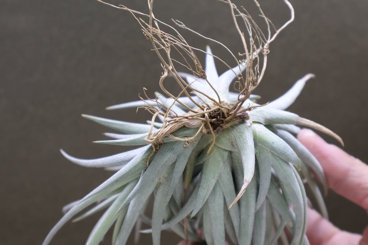 ベルメホエンシス 12号 | air-plants TENGU-DO