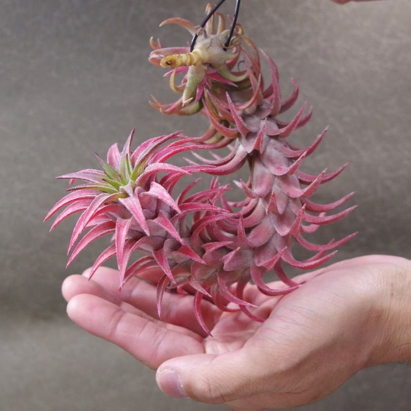 T. ‘Hawaiian Peach’(バンハイニンギー) 即日発送】T. 'Hawaiian Peach' (バンハイニンギー) 【公式通販】