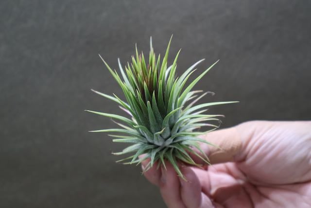 イオナンタ トーテムポール 01号 | air-plants TENGU-DO