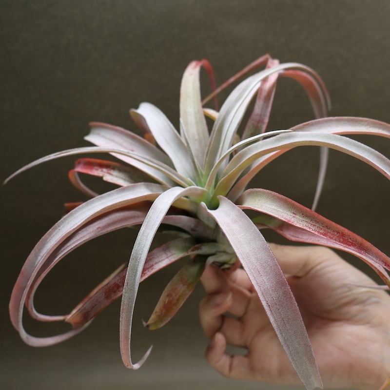 ココナッツグローブ（ チアペンシス × カピタータレッド ) 15号 | air