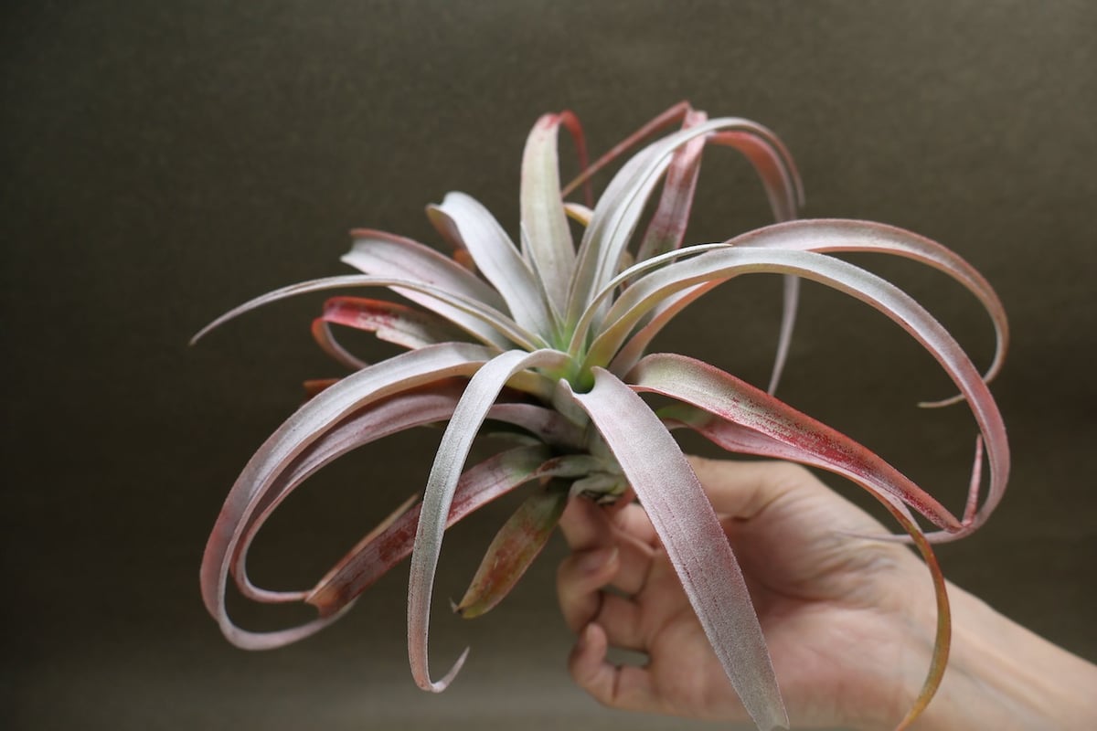 チランジア ココナッツグローブ 板付け ココナッツグローブ（ チアペンシス × カピタータレッド ) 15号 | air