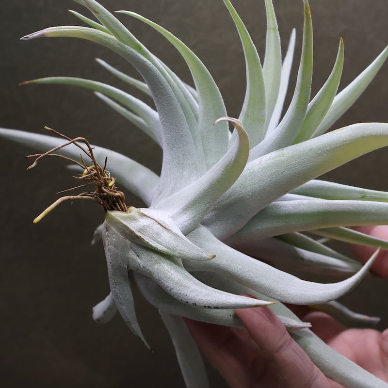 ハリシー × キセログラフィカ 01号 | air-plants TENGU-DO