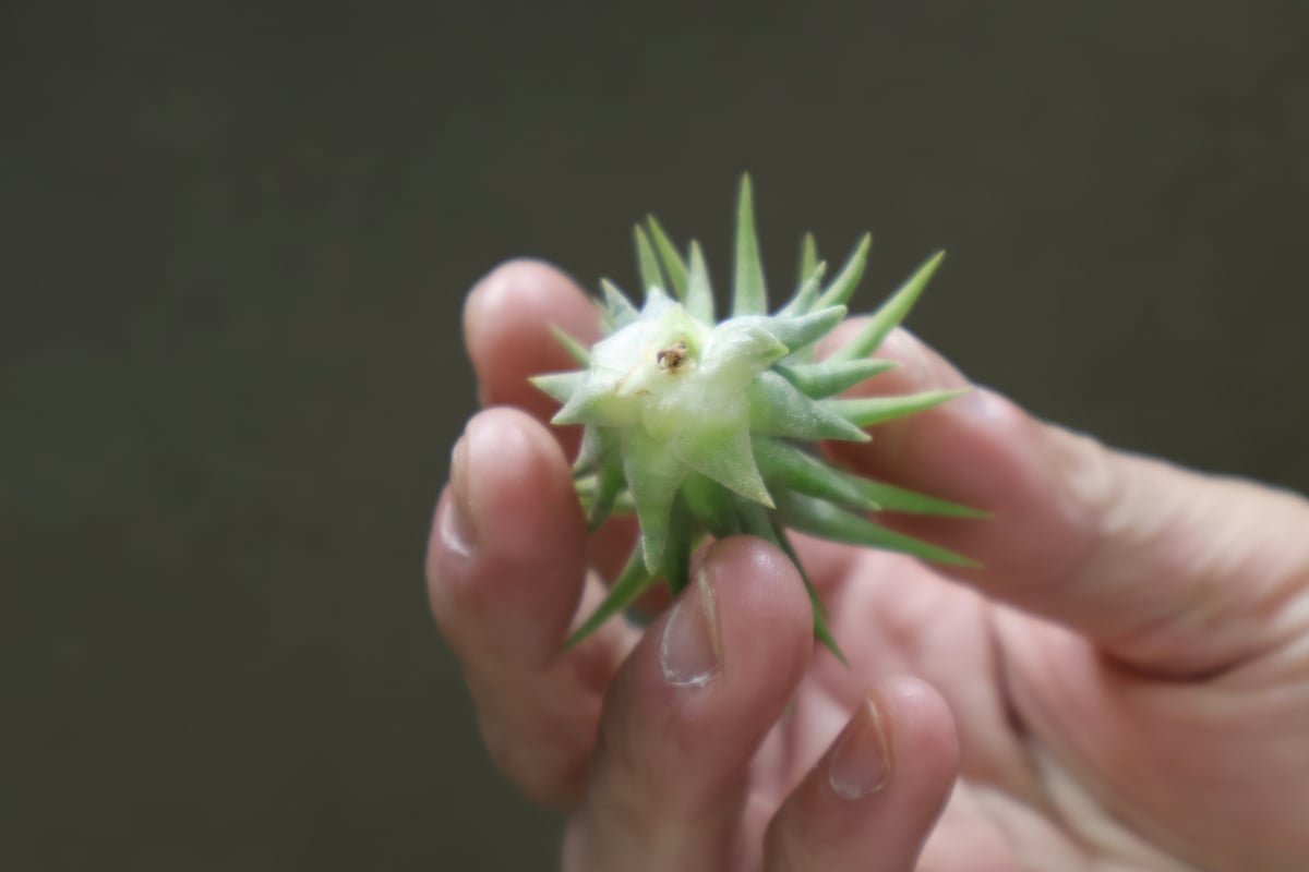 イオナンタ ロン Sサイズ 11号 | air-plants TENGU-DO