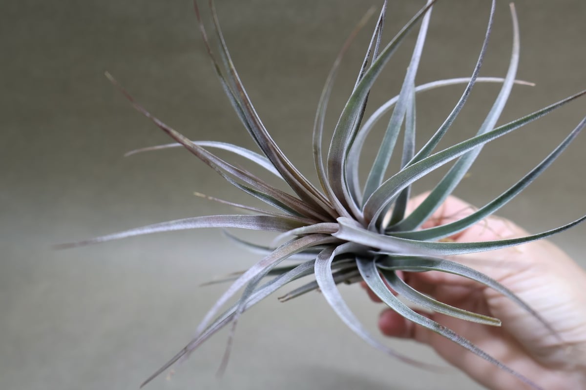 サキナ lavender リードディフューザー 100ml Lavender&Citrus(Lavender&Citrus