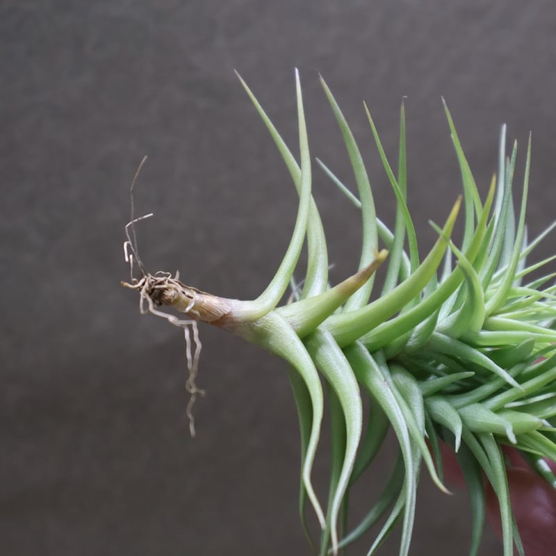 アエラントス グリーンジェム クランプ 17号 | air-plants TENGU-DO