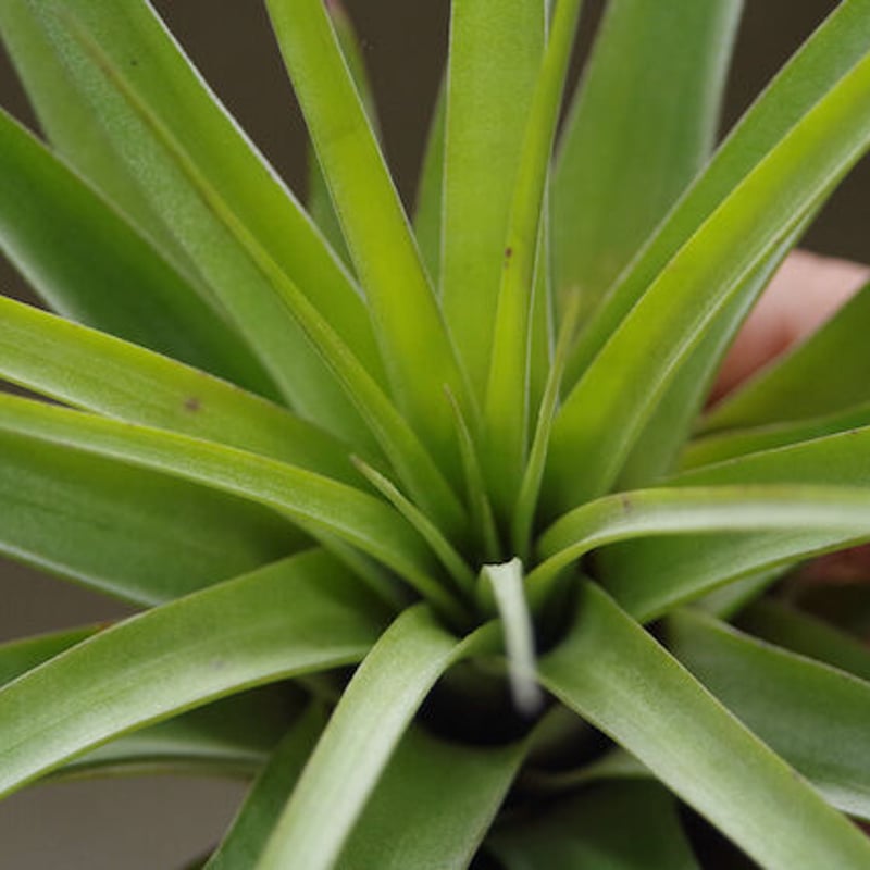 ファシクラータ × ストレプトフィラ 01号 | air-plants TENGU-DO