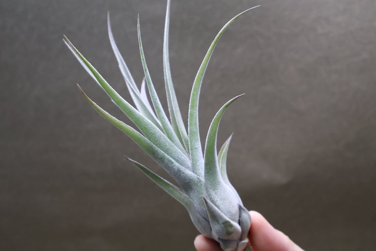 ストレプトフィラ x セレリアナ 03号 | air-plants TENGU-DO