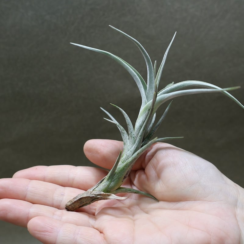 ミスティック トランペット（ アルベルティアナ × クシフィオイデス