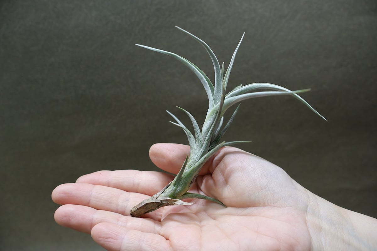 tkshrjk 　速達　チランジア ミスティックシリーズ 6種セット ミスティック トランペット（ アルベルティアナ × クシフィオイデス