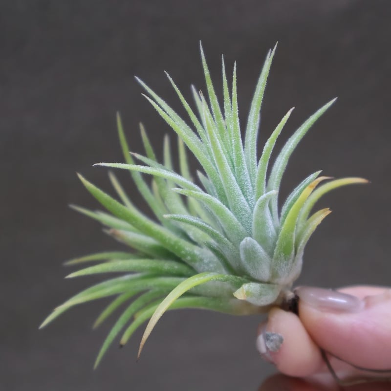 イオナンタ アルビノ 33号 | air-plants TENGU-DO